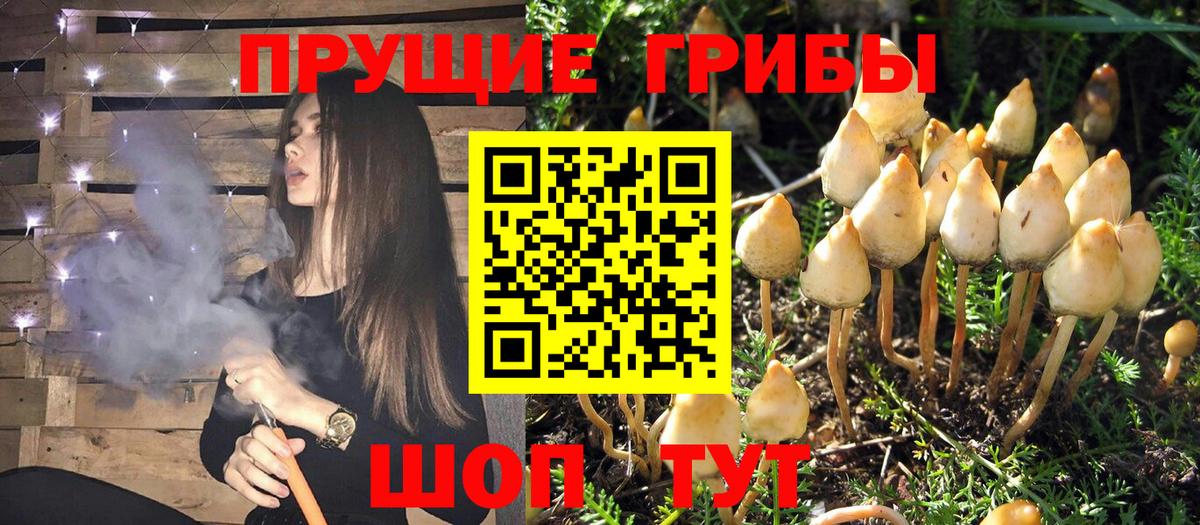 Галлюциногенные грибы GOLDEN TEACHER Вичуга