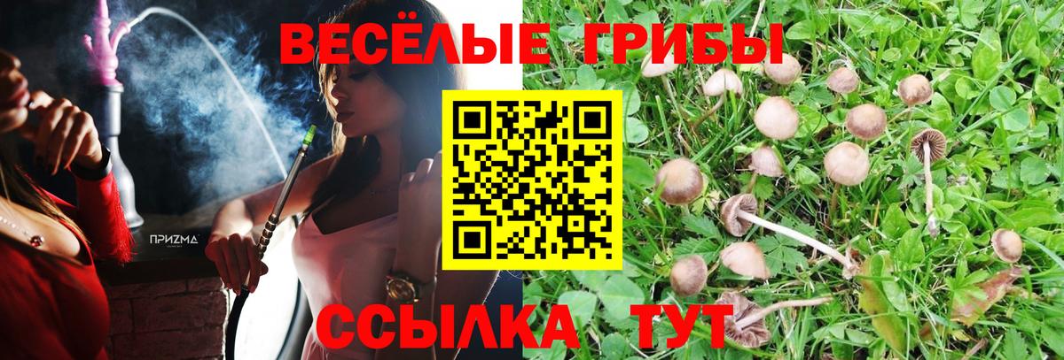 Вичуга  Псилоцибиновые грибы Cubensis  закладки  Вход с VPN 